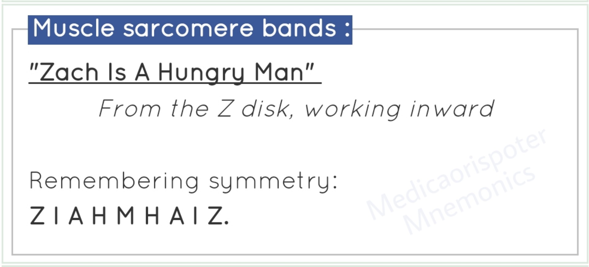 Bands of Muscle Sarcomere